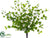 Silk Plants Direct Beupleurum Bush - Green - Pack of 12