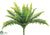 Boston Fern Bush - Green Two Tone - Pack of 12