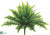 Boston Fern Bush - Green Two Tone - Pack of 12