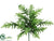 Boston Fern Bush - Green - Pack of 12