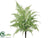 Boston Fern Bush - Green - Pack of 12