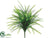 Button Fern Bush - Green - Pack of 12