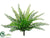 Boston Fern Bush - Green - Pack of 12