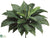 Bird Nest Fern Bush - Green - Pack of 6