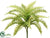 Boston Fern Bush - Green Light - Pack of 12