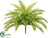 Boston Fern Bush - Green Light - Pack of 4