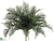 Areca Palm Plant - Green - Pack of 6