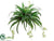 Boston Fern, Spider Bush - Green - Pack of 6