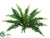 Boston Fern Bush - Green - Pack of 12