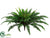 Boston Fern Bush - Green - Pack of 6