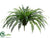 Fishtail Fern Bush - Green - Pack of 1