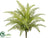 Boston Fern Bush - Green - Pack of 6