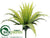 Bird Nest Fern Bush - Green - Pack of 12