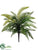 Boston Fern Bush - Green - Pack of 12