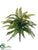 Boston Fern Bush - Green - Pack of 12