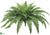 Outdoor Boston Fern Bush - Green - Pack of 6