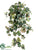 Grape Leaf Hanging Plant - Green Frosted - Pack of 6