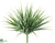 Vanilla Grass Bush - Green Frosted - Pack of 24