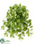 Hoya Bush - Green Cream - Pack of 12