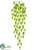 Hops Hanging Bush - Green Cream - Pack of 12