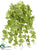 Ivy Hanging Bush - Green Cream - Pack of 6