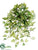 Needle Ivy Bush - Variegated - Pack of 12