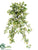 Needlepoint Ivy Hanging Bush - Variegated - Pack of 12