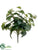 Ivy Bush - Green Cream - Pack of 12