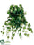 Ivy Vine Hanging Bush - Green Cream - Pack of 12