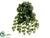 Ivy Vine Hanging Bush - Green Two Tone - Pack of 12