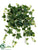 Ivy Hanging Plant - Green Variegated - Pack of 6