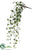 Angel Vine Hanging Bush - Green Two Tone - Pack of 12