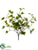 Ivy Leaf Bush - Green - Pack of 12