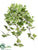 English Ivy Bush - Green Two Tone - Pack of 12