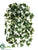 Ivy Bush - Variegated - Pack of 12