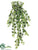 Lace Ivy Hanging Bush - Green Yellow - Pack of 12