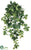 Fruiting Ivy Hanging Bush - Green - Pack of 12