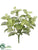 Mint Bush - Green - Pack of 12