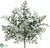 Dusty Miller Bush - Green Gray - Pack of 24