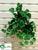 Geranium Bush - Green Two Tone - Pack of 12