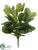 Peacock Bush - Cream Green - Pack of 6