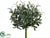 Olive Bush - Green - Pack of 6