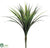 Dracaena Bush - Green Red - Pack of 6