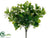 Wax Privet Bush - Green - Pack of 12