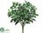 Pittosporum Bush - Green Cream - Pack of 12