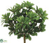 Silk Plants Direct Pittosporum Bush - Green - Pack of 6