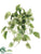 Pothos Bush - Green Variegated - Pack of 6