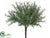 Rosemary Bush - Green - Pack of 12