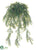 Sprengeri Hanging Bush - Green - Pack of 6