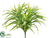 Dracaena Bush - Green Light - Pack of 24